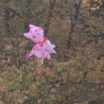 Der rosa Katzenballon